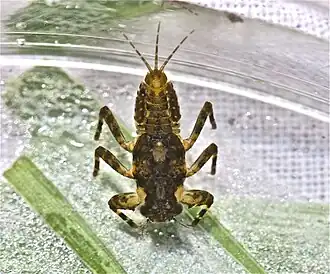 Drunella tuberculata