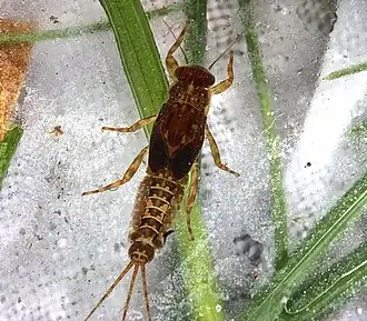 Ephemerella dorothea