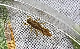 Eurylophella verisimilis