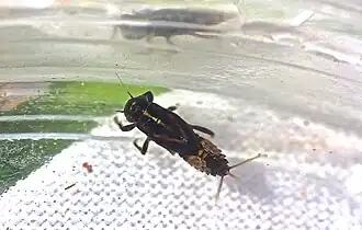 Serratella serratoides