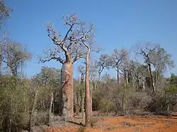 Doornig struikgewas in het Renialareservaat