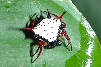 Gasteracantha clavatrix