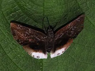 Spioniades abbreviata