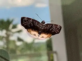 Spioniades artemides