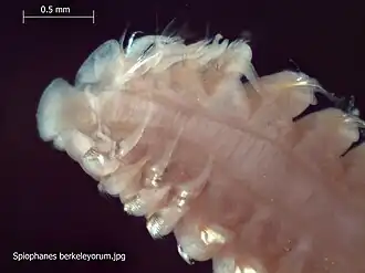 Spiophanes berkeleyorum
