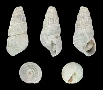 Chrysallida pellucida