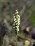 Spiranthes romanzoffiana