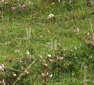 Close-up met o.a. herfstschroeforchis en kruipend stalkruid