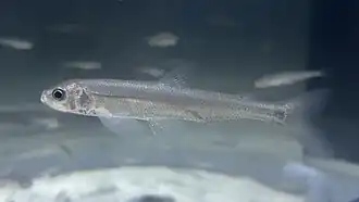 Spirinchus lanceolatus