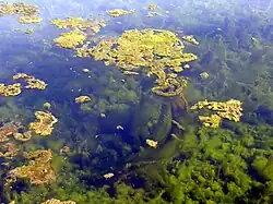 Spirogyra in het meer van St-Cassien