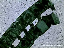 Conjugatie bij Spirogyra spec.