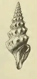 Spirotropis centimata