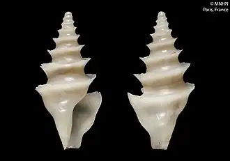 Spirotropis monterosatoi