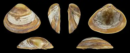 Bruine vorm Linker klep