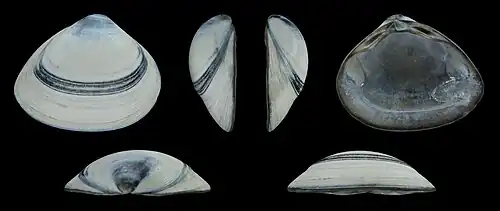 Grijze vorm Rechter klep