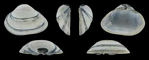 Grijze vorm Linker klep