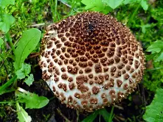 Spitsschubbige parasolzwam