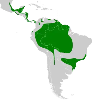 Zwart-witte kuifarend