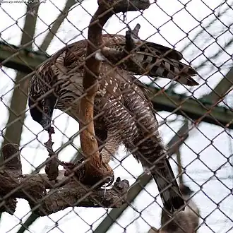 Aziatische kuifarend