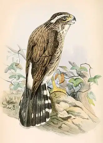 Spiziapteryx