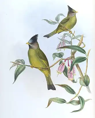 Gekuifde vinkbuulbuul