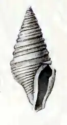 Splendrillia clydonia