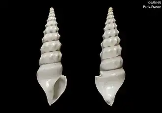 Splendrillia elongata