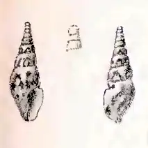 Splendrillia gratiosa