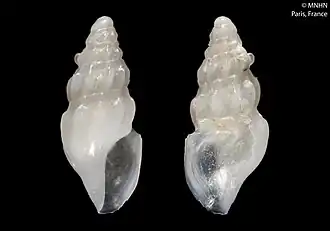 Splendrillia houbricki