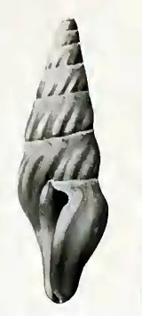 Splendrillia spadicina