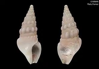 Splendrillia striata