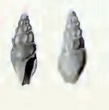 Splendrillia suluensis