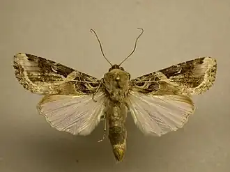Spodoptera androgea