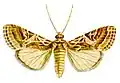 Spodoptera litura
