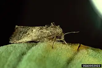 Spodoptera pectinicornis