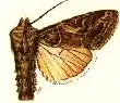 Spodoptera praefica