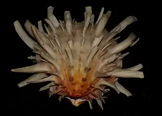 Spondylus americanus