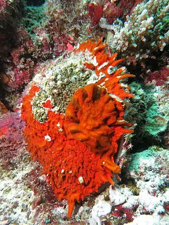Spondylus squamosus