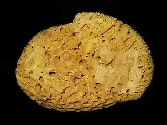 Spongia (Spongia) officinalis