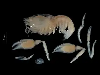 Spongicola andamanicus