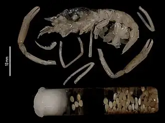 Spongicoloides evolutus