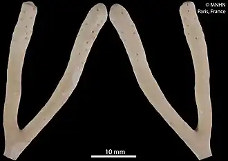 Sporadopora mortenseni