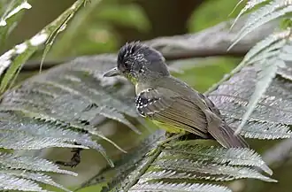 Vlekkeelmiervireo