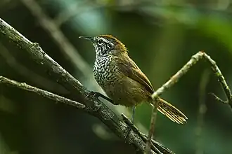 Vlekborstwinterkoning