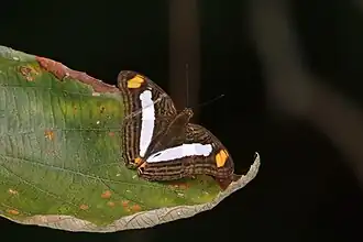 Adelpha basiloides