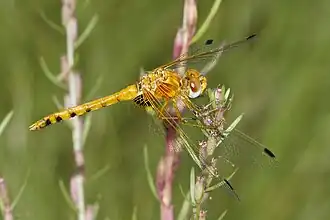 Sympetrum signiferum