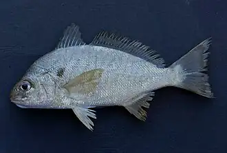 Leiostomus