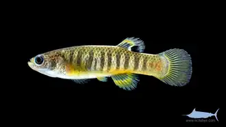 Fundulus luciae