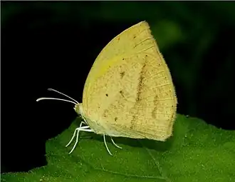 Eurema laeta