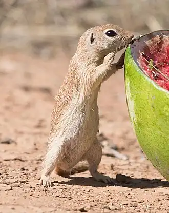 Gevlekte grondeekhoorn